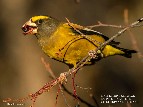 Male Evening Grosbeak eating Chokecherries, 6 feet from Appletree Pool - 